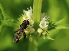 Petite mouche Syritta