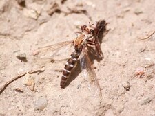Mouche à toison