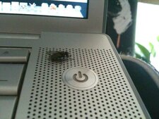 Mouche domestique