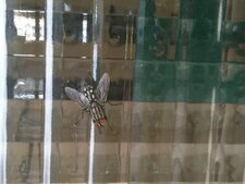 Mouche à damier