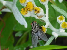 Sarcophaga carnaria