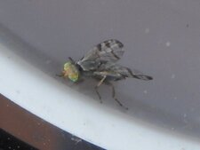 Mouche
