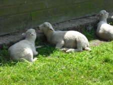 La sieste des agneaux