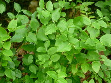 Myrtillier sauvage