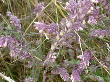 Odontite tardif (euphraise rouge)