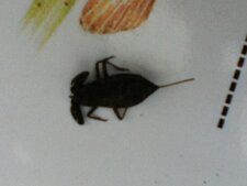 La Nepe, Nepa cinerea
