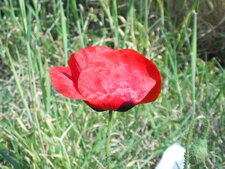 Coquelicot - Papaver rhoeas