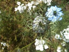 Nigelle, fin de floraison