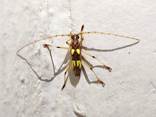 Nyssicus mendosus