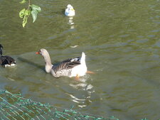 Oie de toulouse