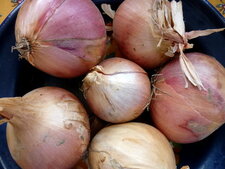 Oignon de Roscoff