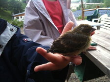 Oiseau