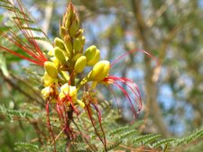 Fleur de Caesalpinia gilliesii