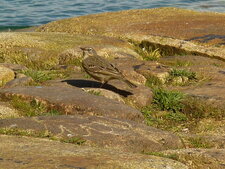 Pipit maritime 