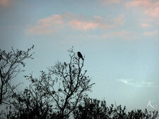 Oiseau