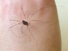 Dicranopalpus Ramosus