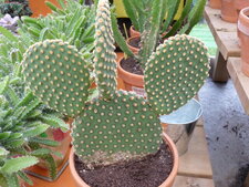 Opuntia palida