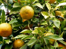 Oranges amères (bigarade)