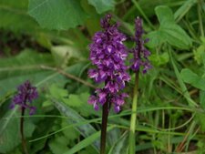 Orchis mâle