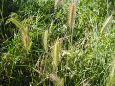 Orge sauvage
