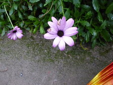 Fleur Mauve