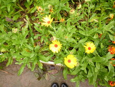 Fleur orange