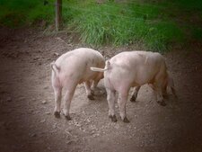 Porcs blancs de l