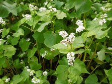 Sarrasin en fleurs