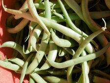Haricots verts