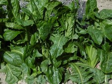 Chicorée-endive