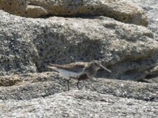 Bécasseau variable 