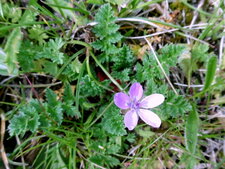Bec de grue à feuilles de cigue (erodium cicutarium)