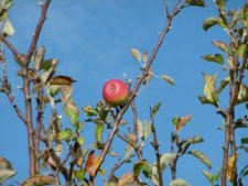Pomme sauvage non identifiée