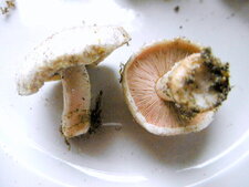 Petit rosé des prés