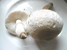 Agaric boule de neige (sous réserve)