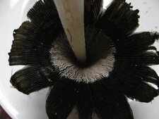 Coprin chevelu