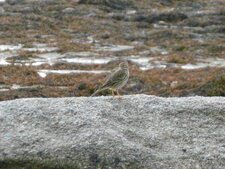 Pipit des arbres