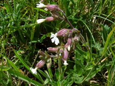 Compagnon blanc (Silène latifolia alba)
