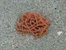 Une algue ? des spaghetti marins ?
