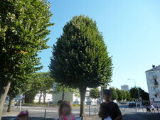 Tilleul, Tillia x europeae