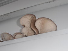 Champignons