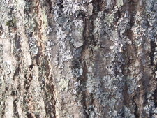Lichen
