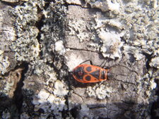 Gendarme, Pyrrhocoris apterus