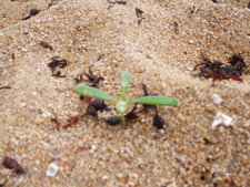 Petite plante de dunes ?