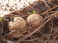 Champignons