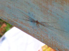Dicranopalpus ramosus