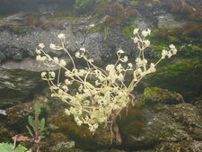 Cranson sec (sous réserve)