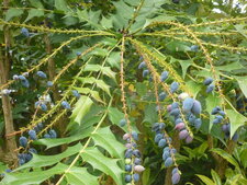 Mahonia