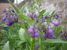 Consoude officinale
