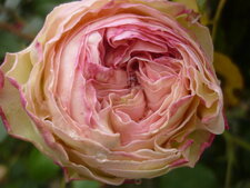 Rose "Pierre de Ronsard"